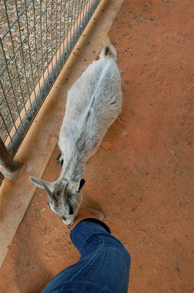 Natural Bridge Wildlife Ranch (4/7/2011)