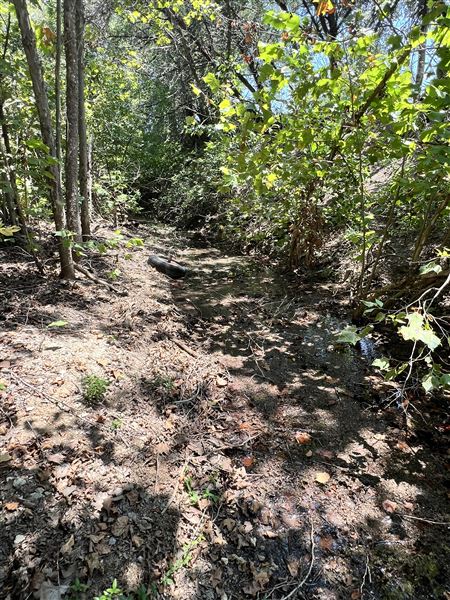 Lost Creek at Wimberley (3/4/2025 - Credits: Todd Nasca)