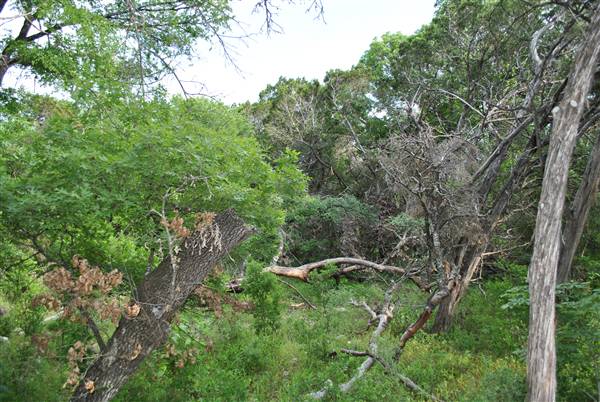Phil Hardberger Park (4/7/2012)