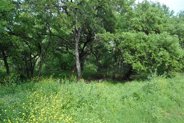 Phil Hardberger Park (4/7/2012)