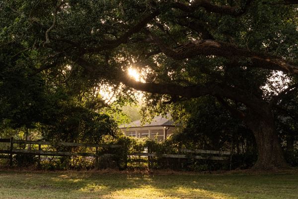 The Oaks of Anahuac (8/8/2025 - Credits: Jeff Fitlow Photography)