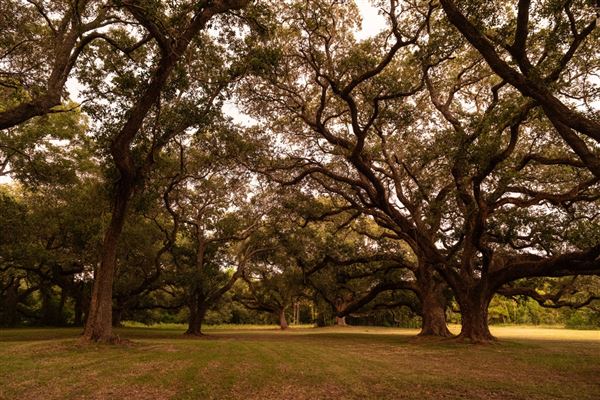 The Oaks of Anahuac (8/8/2025 - Credits: Jeff Fitlow Photography)
