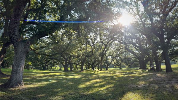 The Oaks of Anahuac (9/12/2025 - Credits: Houston Film Commission)
