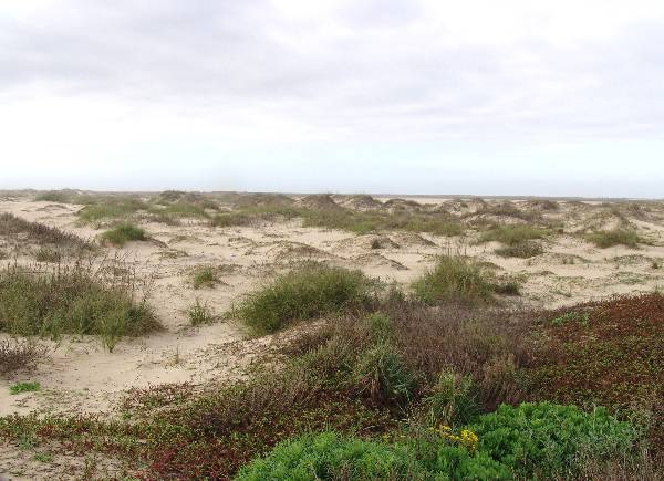 Boca Chica Beach & Dunes (3/2/2005)