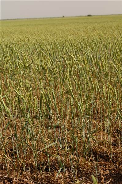 Wheat Field on SH114 (4/29/2014)