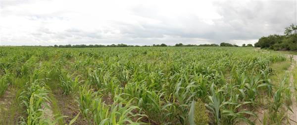 Loop Farms Inc (9/25/2014)