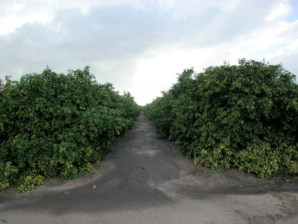 Grapefruit Orchard (9/16/2002)