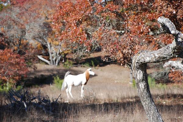 Henly Hill Ranch (1/8/2016)
