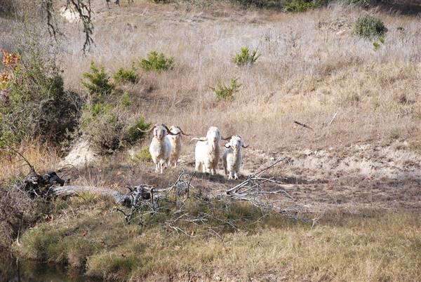 Longhorn River Ranch (12/9/2015)