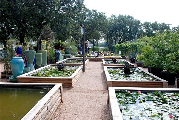 Hill Country Water Gardens & Nursery (8/11/2017)