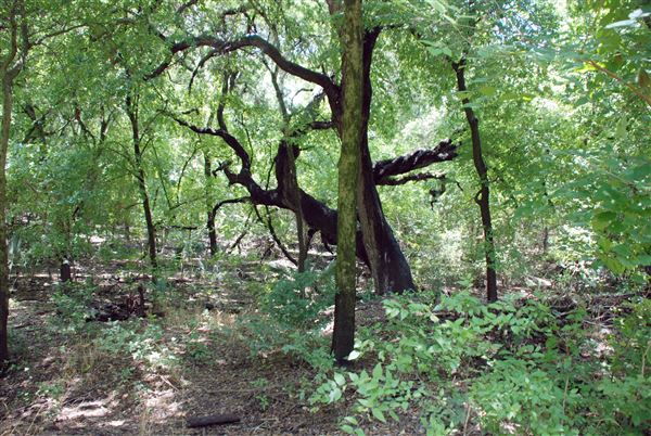 Judson Nature Trails (7/5/2018)