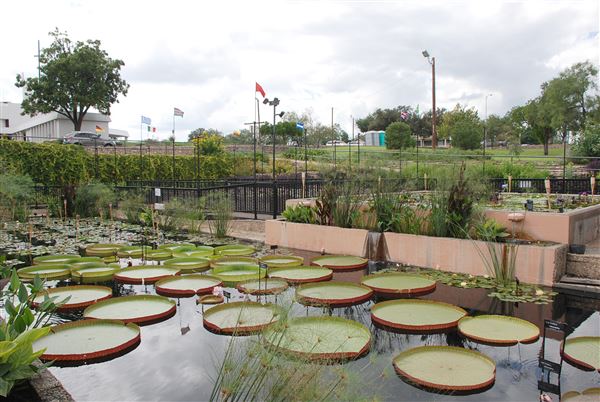 International Waterlily Collection (9/17/2018)