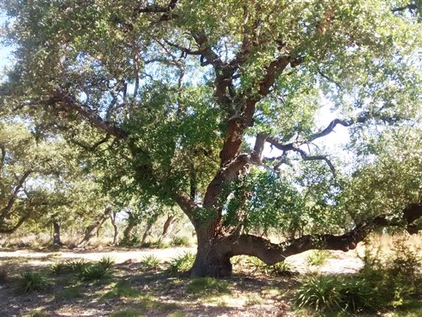 The Cedars Ranch (3/20/2019 - Credits: Mark Hemmings)