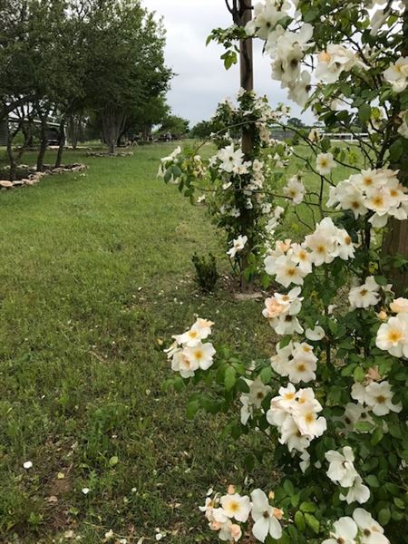 Obregon Ranch (5/14/2019 - Credits: Jariah Obregon)