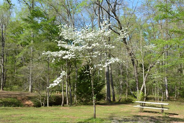 Davey Dogwood Park (7/8/2019 - Credits: Palestine Visitors Center)