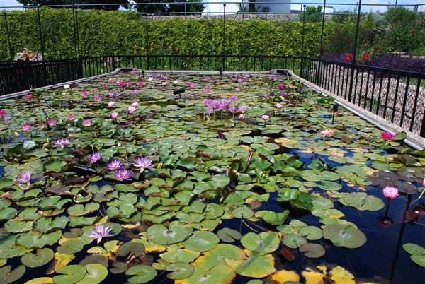 International Waterlily Collection (6/13/2019)