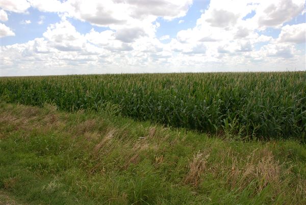 Corn Fields on Hwy 87 (6/13/2019)