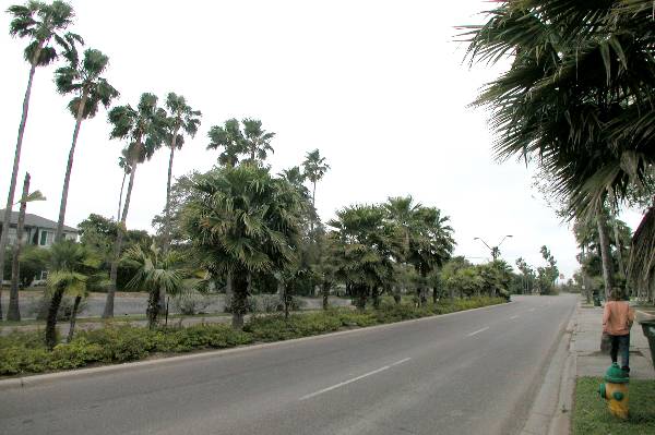 Palm Boulevard Neighborhood (3/4/2004)