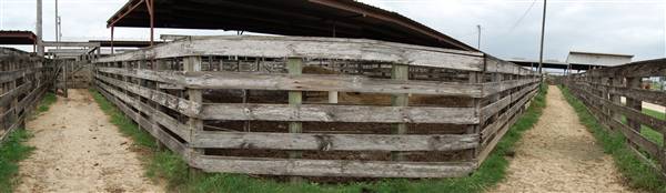 Navasota Livestock Auction (9/15/2009)