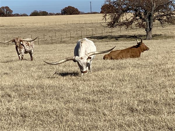 Fairlea Longhorn Ranch (12/7/2022)