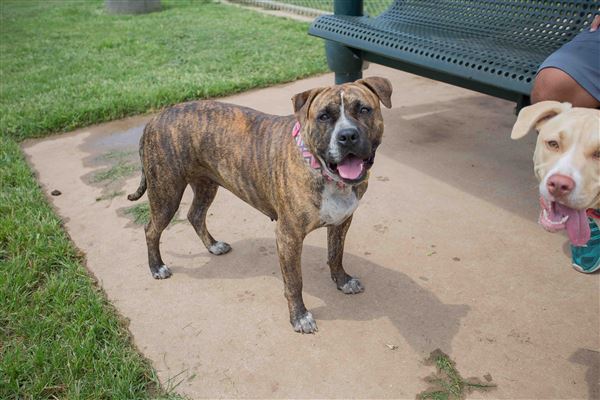 Tails 'N Trails Dog Park (5/1/2023 - Credits: Owner)