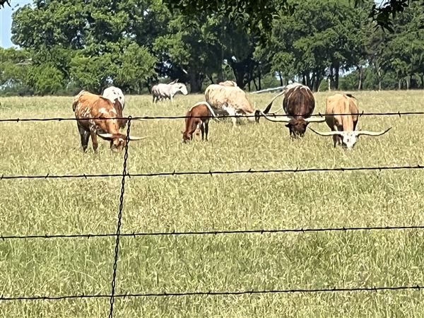 Original Old Celina Park (5/17/2023 - Credits: Melissa Thomas)