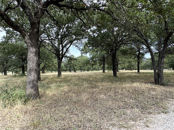 Fairlea Longhorn Ranch (7/20/2023 - Credits: K.Beck)