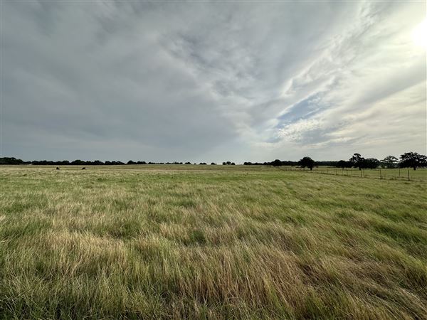 Fairlea Longhorn Ranch (7/20/2023 - Credits: K.Beck)