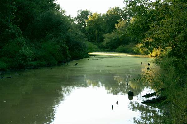 Mineola Nature Preserve (2/11/2009 - Credits: FFTX)