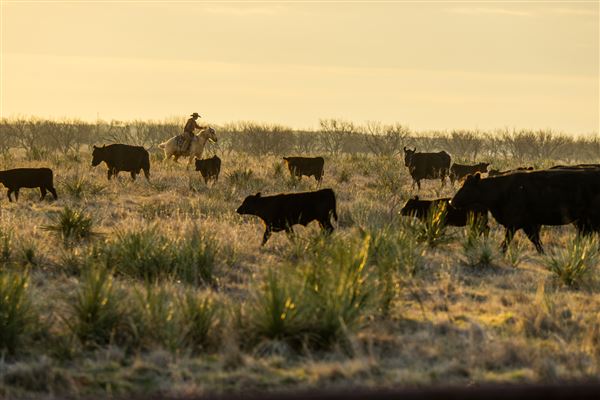Lambshead Ranch (8/20/2024 - Credits: The photos are a collection from family members and photographers that have visited. All taken within the last 5 years or so- majority in the last 6 months.)