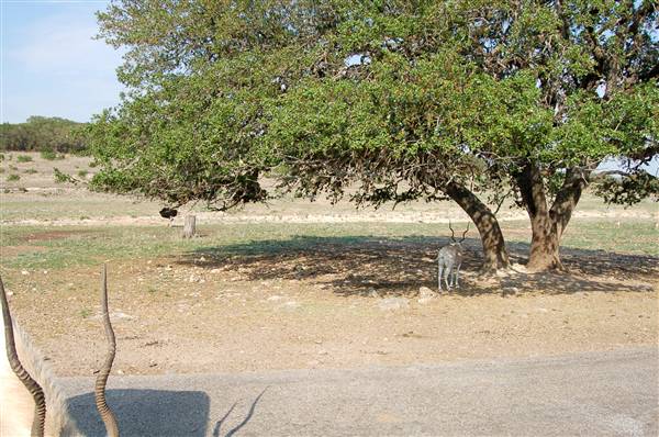 Natural Bridge Wildlife Ranch (4/7/2011)
