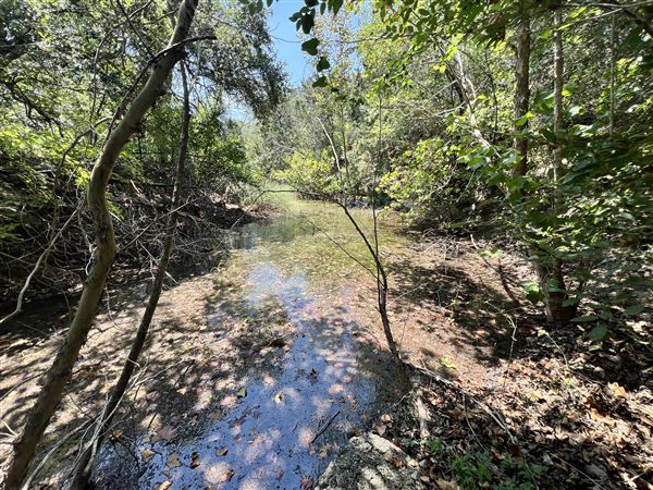 Lost Creek at Wimberley (3/4/2025 - Credits: Todd Nasca)