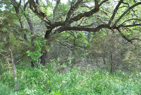 Phil Hardberger Park (4/7/2012)