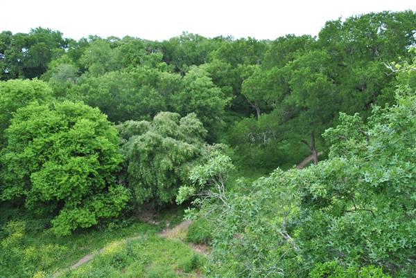 Phil Hardberger Park (4/7/2012)
