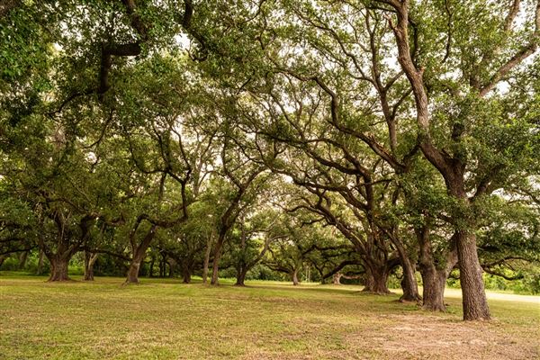 The Oaks of Anahuac (8/8/2025 - Credits: Jeff Fitlow Photography)