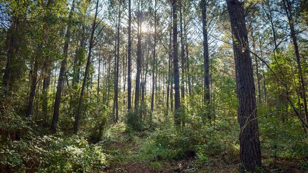 The Oaks of Anahuac (9/12/2025 - Credits: Houston Film Commission)