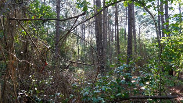The Oaks of Anahuac (9/12/2025 - Credits: Houston Film Commission)