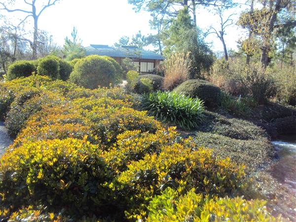 Japanese Garden in Hermann Park (3/7/2013)