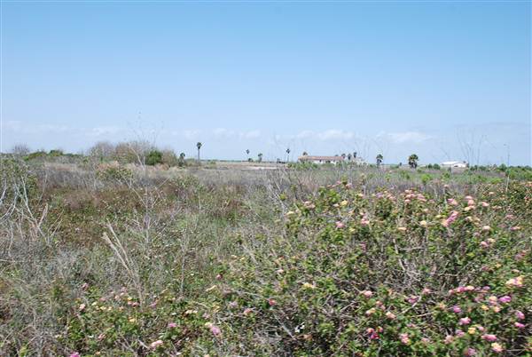Matagorda Island (4/4/2013)