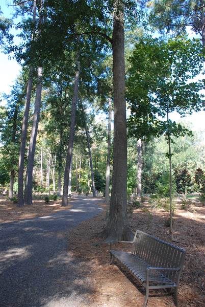 Gayla Mize Garden (11/11/2014)