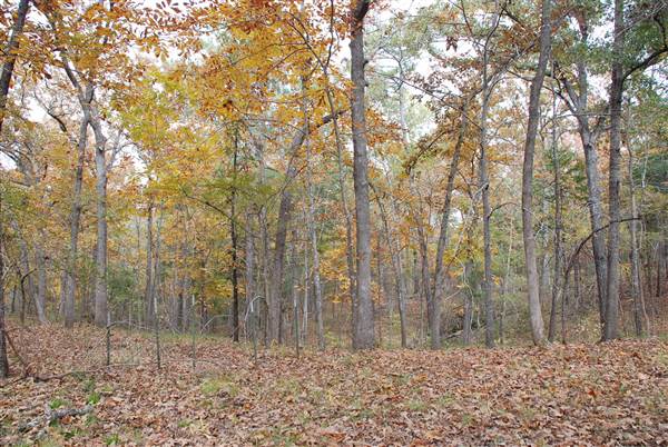 Davey Dogwood Park (11/13/2014)