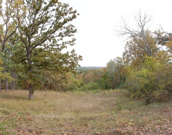 Davey Dogwood Park (11/13/2014)