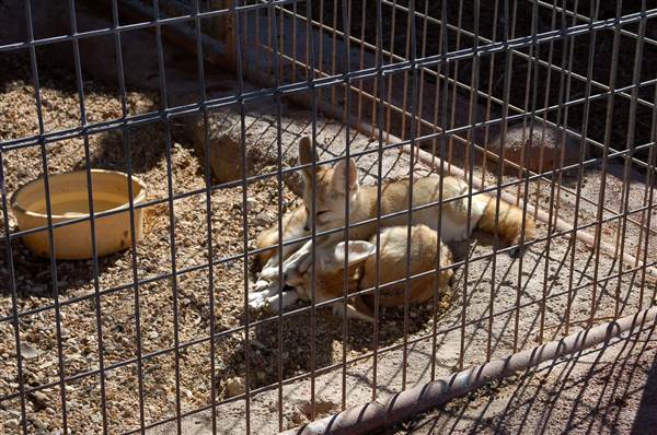Animal World and Snake Farm (1/19/2015)