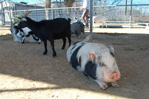 Animal World and Snake Farm (1/19/2015)