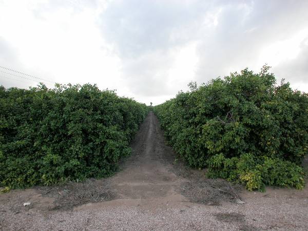 Grapefruit Orchard (9/16/2002)