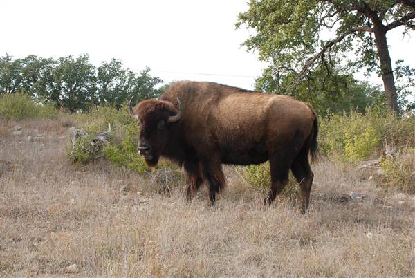 Longhorn River Ranch (12/9/2015)