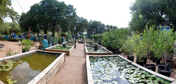 Hill Country Water Gardens & Nursery (8/11/2017)