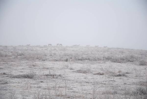 Mendota Ranch (12/13/2007)