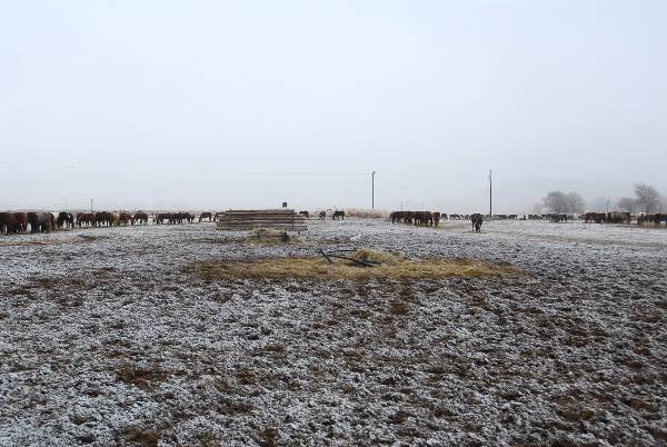 Mendota Ranch (12/13/2007)