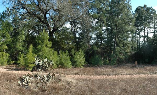 McKinney Roughs Nature Park (1/17/2008)